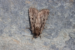 Dichagyris signifera