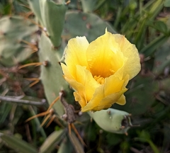 Opuntia stricta
