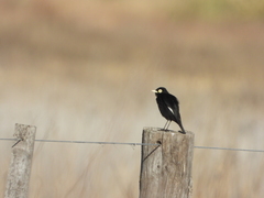 Hymenops perspicillatus