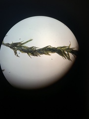 Pseudohygrohypnum eugyrium