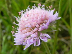 Knautia
