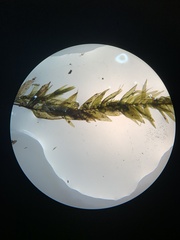 Pseudohygrohypnum eugyrium