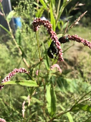 Persicaria extremiorientalis