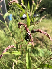 Persicaria extremiorientalis