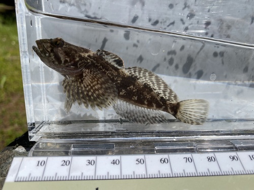 Bullhead (Cottus asper) — Cottidae — 5