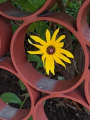 Rudbeckia