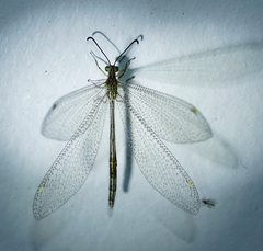 Brachynemurus versutus