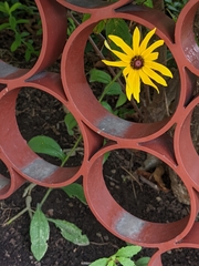Rudbeckia