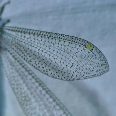 Brachynemurus versutus