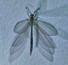Brachynemurus versutus