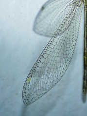 Brachynemurus versutus