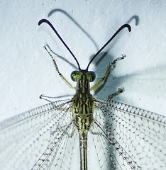 Brachynemurus versutus