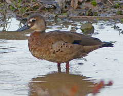 Amazonetta brasiliensis