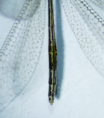 Brachynemurus versutus
