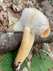 Lactifluus volemus