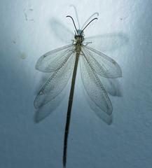 Brachynemurus versutus