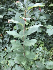 Prunus padus