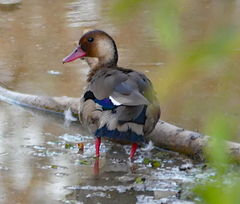 Amazonetta brasiliensis