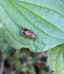 Ectobius sylvestris