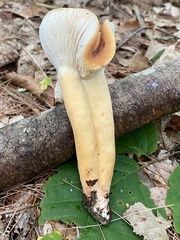 Lactifluus volemus