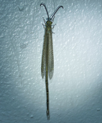 Brachynemurus versutus