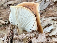 Lactifluus volemus