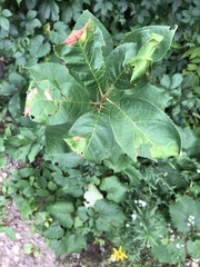 Prunus padus