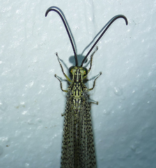 Brachynemurus versutus
