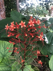 Clerodendrum paniculatum