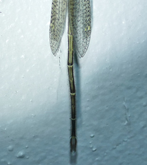 Brachynemurus versutus