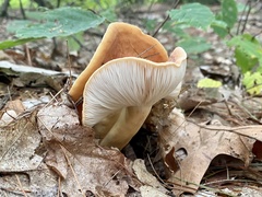Lactifluus volemus