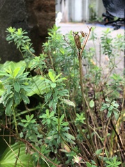Euphorbia epithymoides