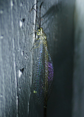 Brachynemurus versutus