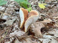 Lactifluus volemus