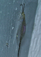 Brachynemurus versutus