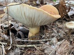 Lactifluus volemus