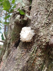 Tremella fuciformis