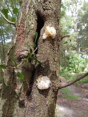 Tremella fuciformis