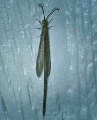 Brachynemurus versutus