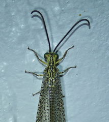 Brachynemurus versutus