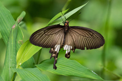 Papilioninae