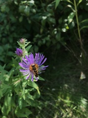Helophilus fasciatus