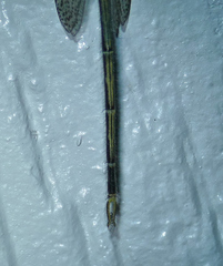 Brachynemurus versutus