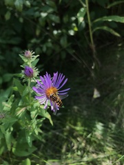Helophilus fasciatus