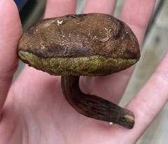 Cyanoboletus pulverulentus