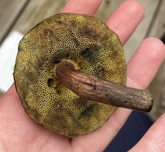 Cyanoboletus pulverulentus