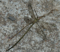 Brachynemurus versutus