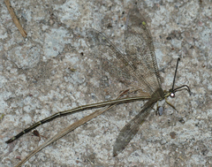 Brachynemurus versutus