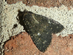 Condica vecors