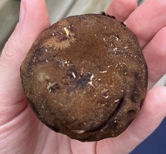 Cyanoboletus pulverulentus